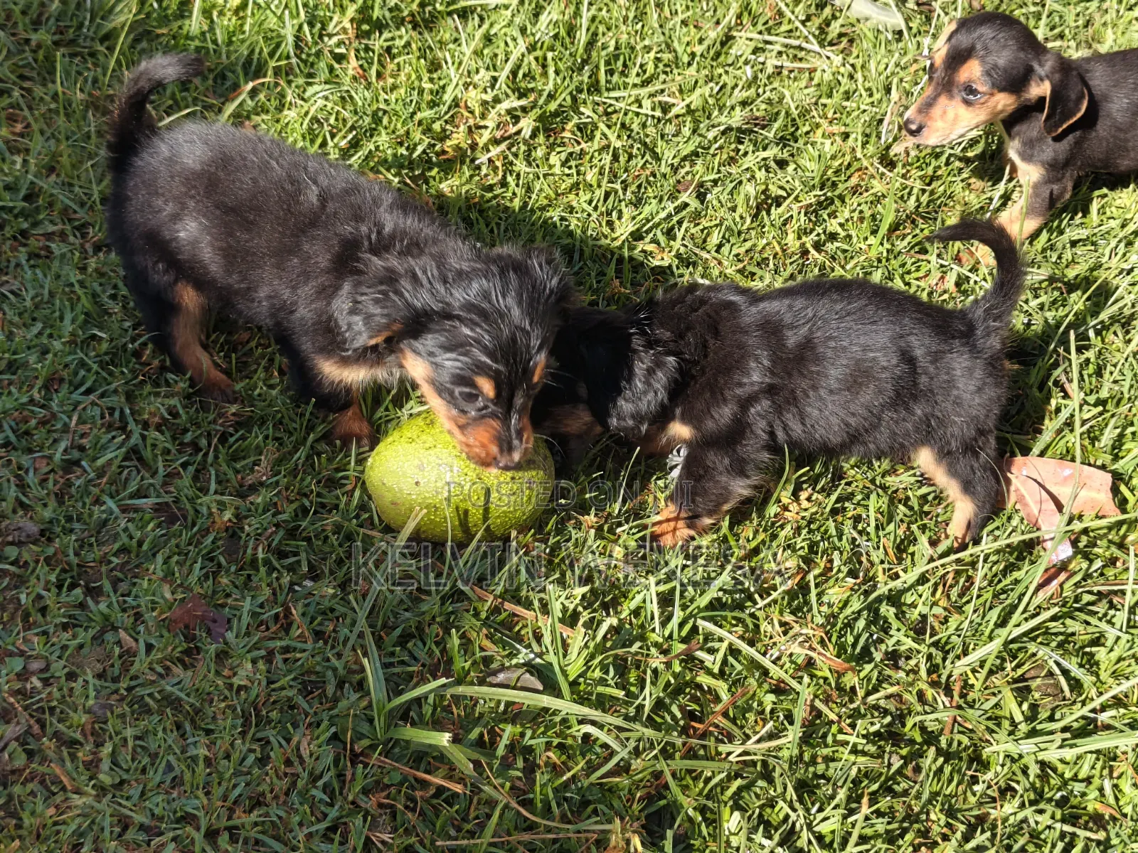 1-3 months Female Purebred Dachshund