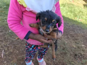 1-3 months Female Purebred Dachshund