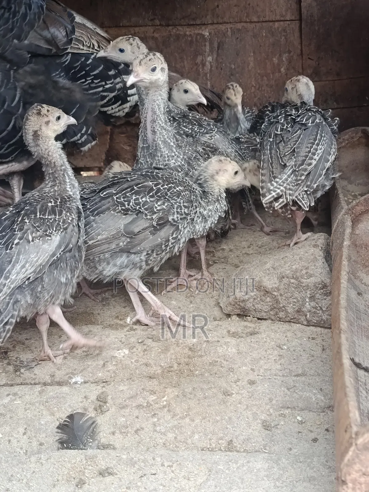 Turkey Chicks/Poults