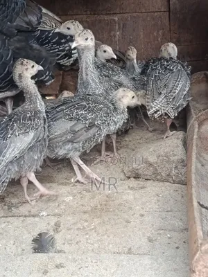Turkey Chicks/Poults