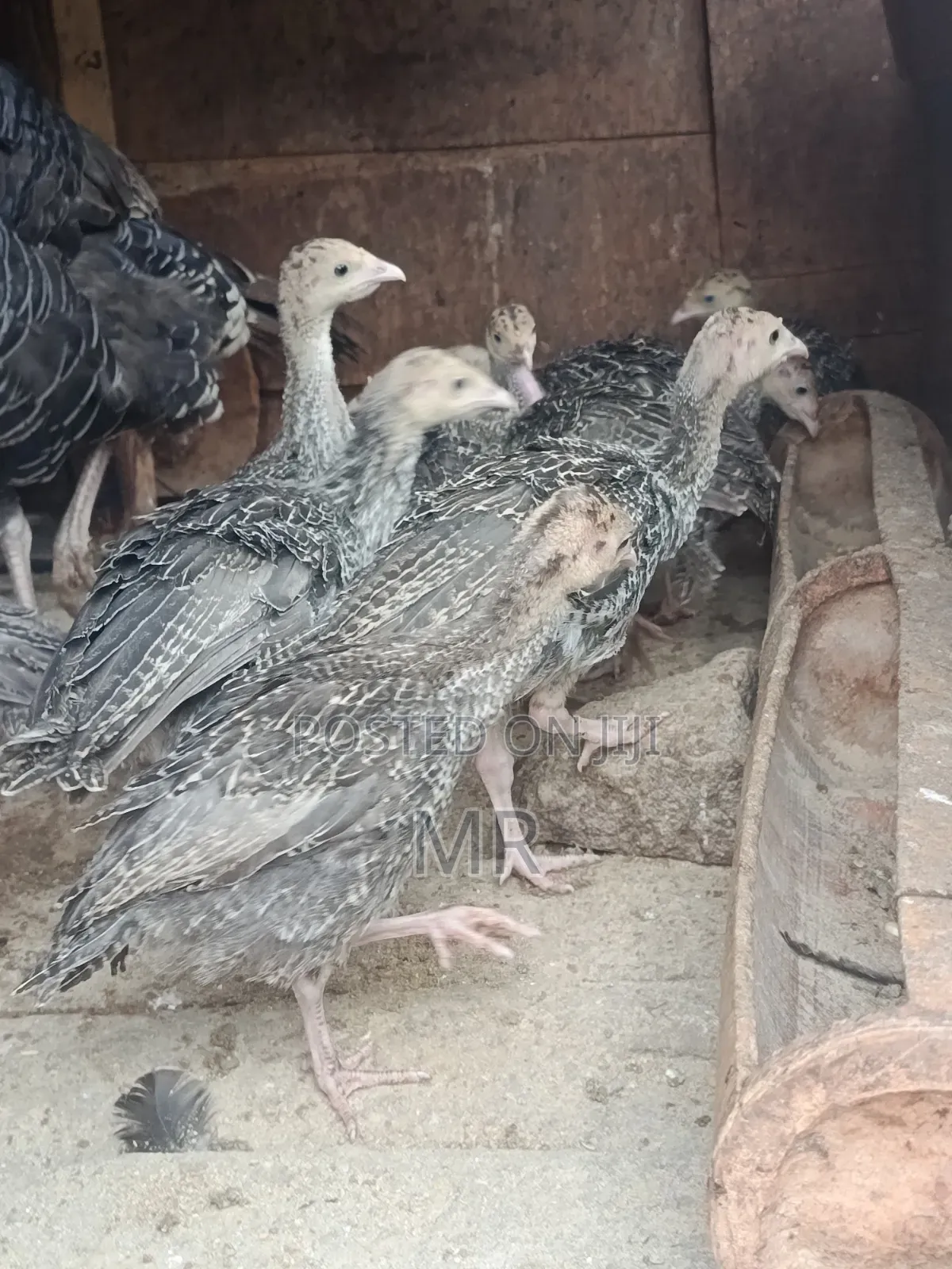 Turkey Chicks/Poults