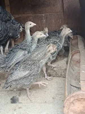 Turkey Chicks/Poults