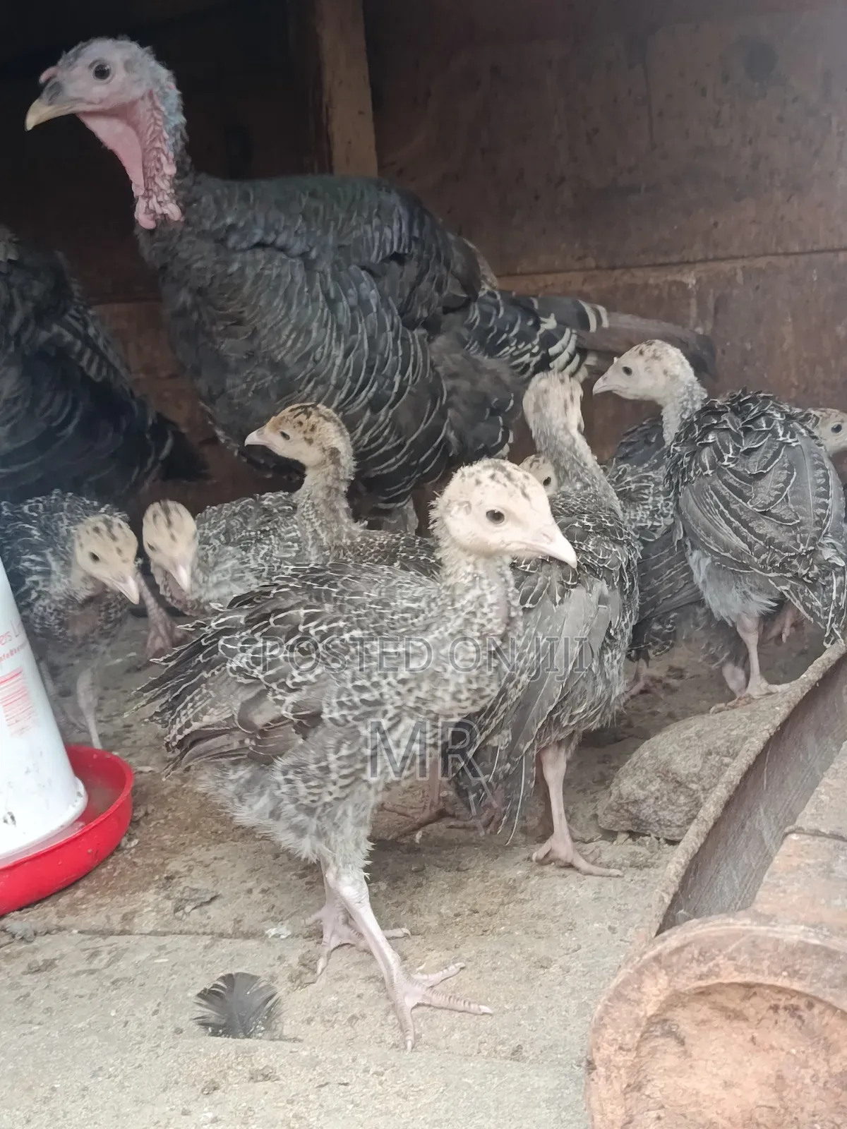 Turkey Chicks/Poults