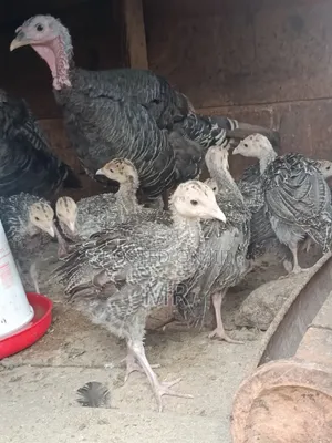 Turkey Chicks/Poults