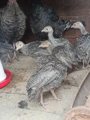 Turkey Chicks/Poults