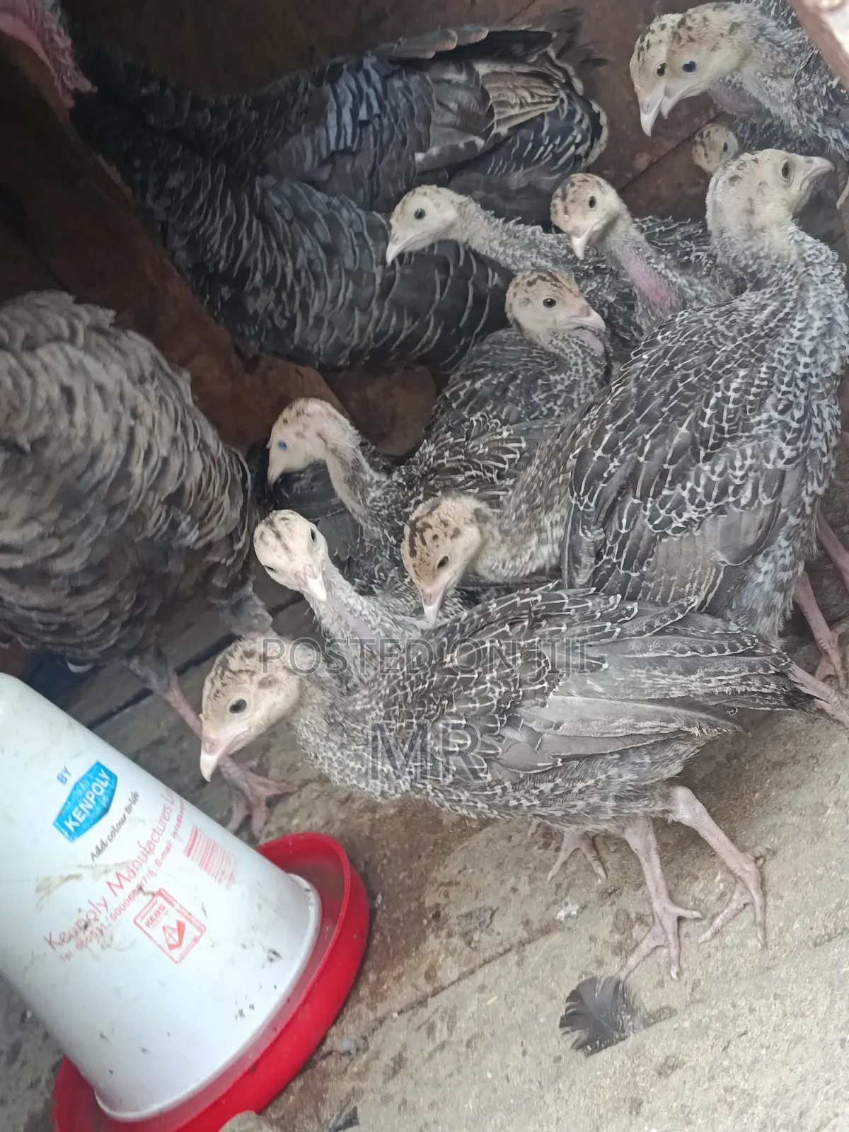 Turkey Chicks/Poults