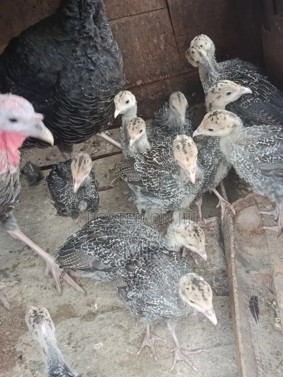 Turkey Chicks/Poults