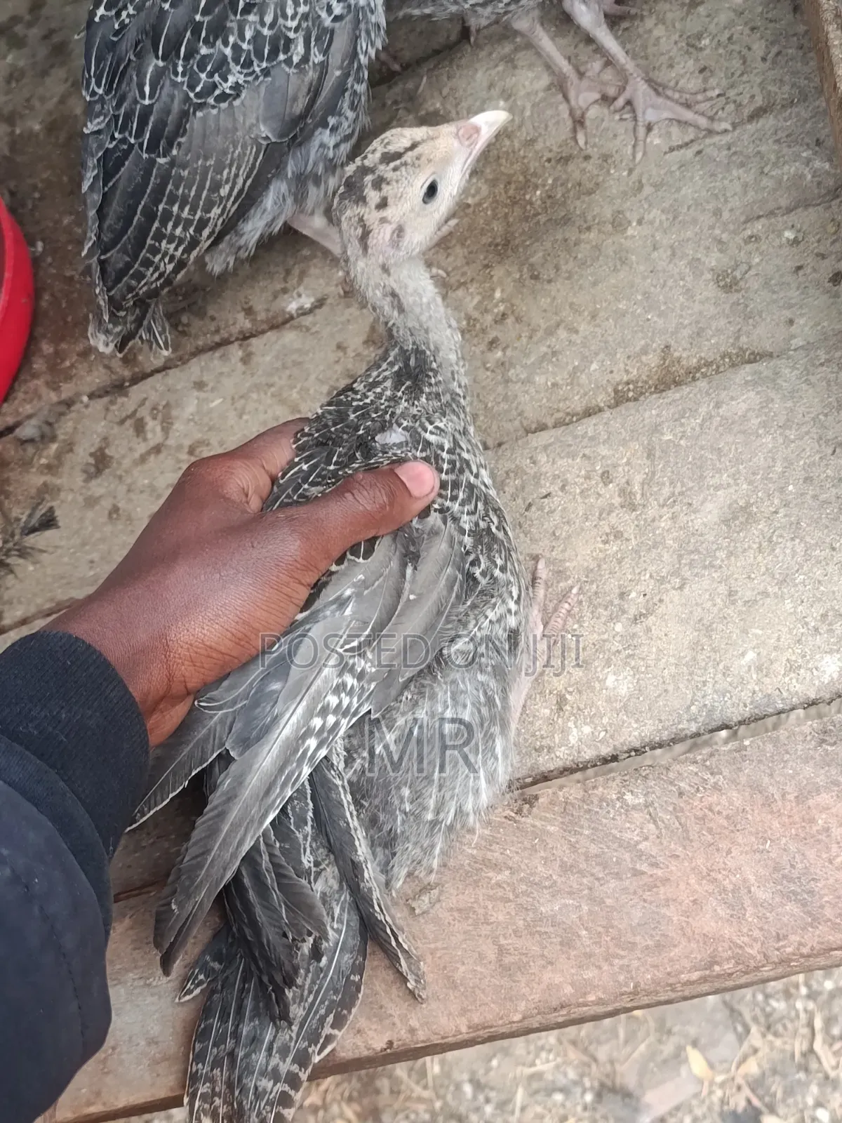 Turkey Chicks/Poults