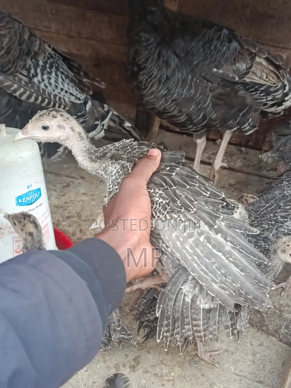 Turkey Chicks/Poults