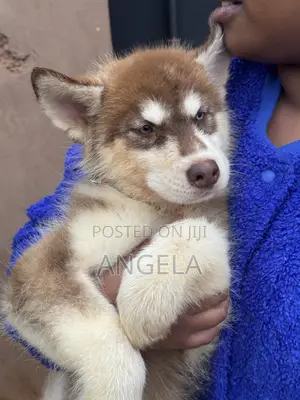 1-3 months Male Purebred Siberian Husky