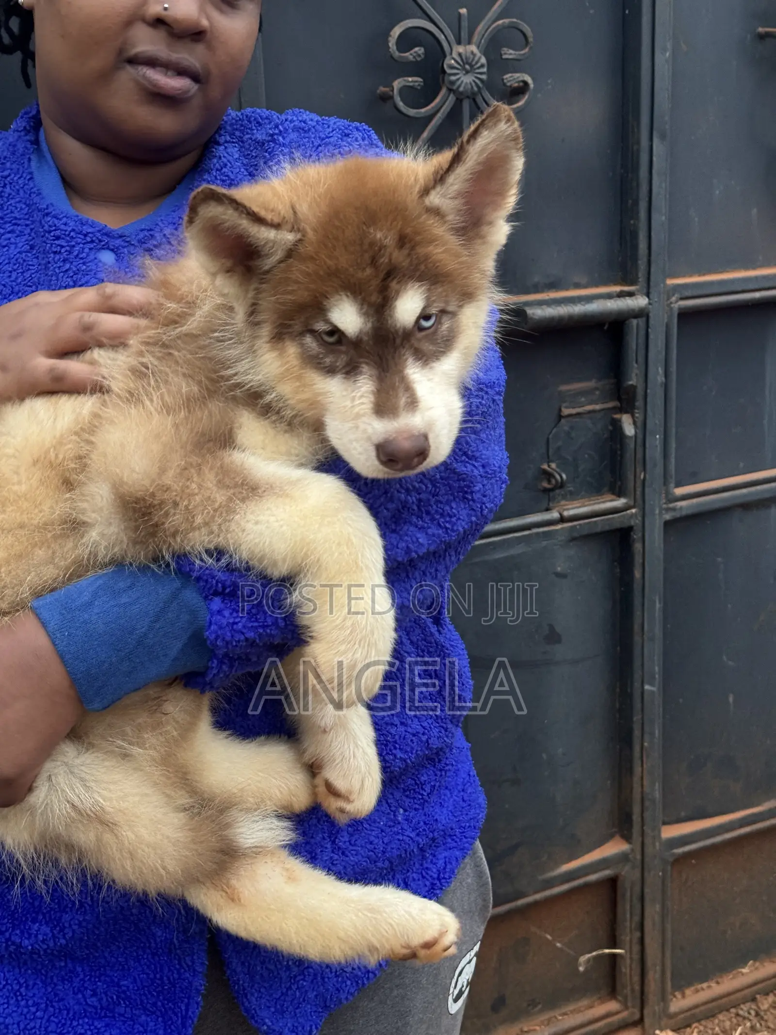 1-3 months Male Purebred Siberian Husky