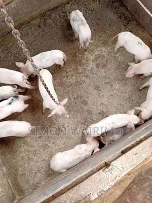 Selling Pigs