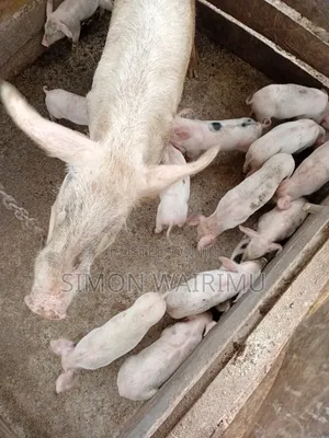 Selling Pigs