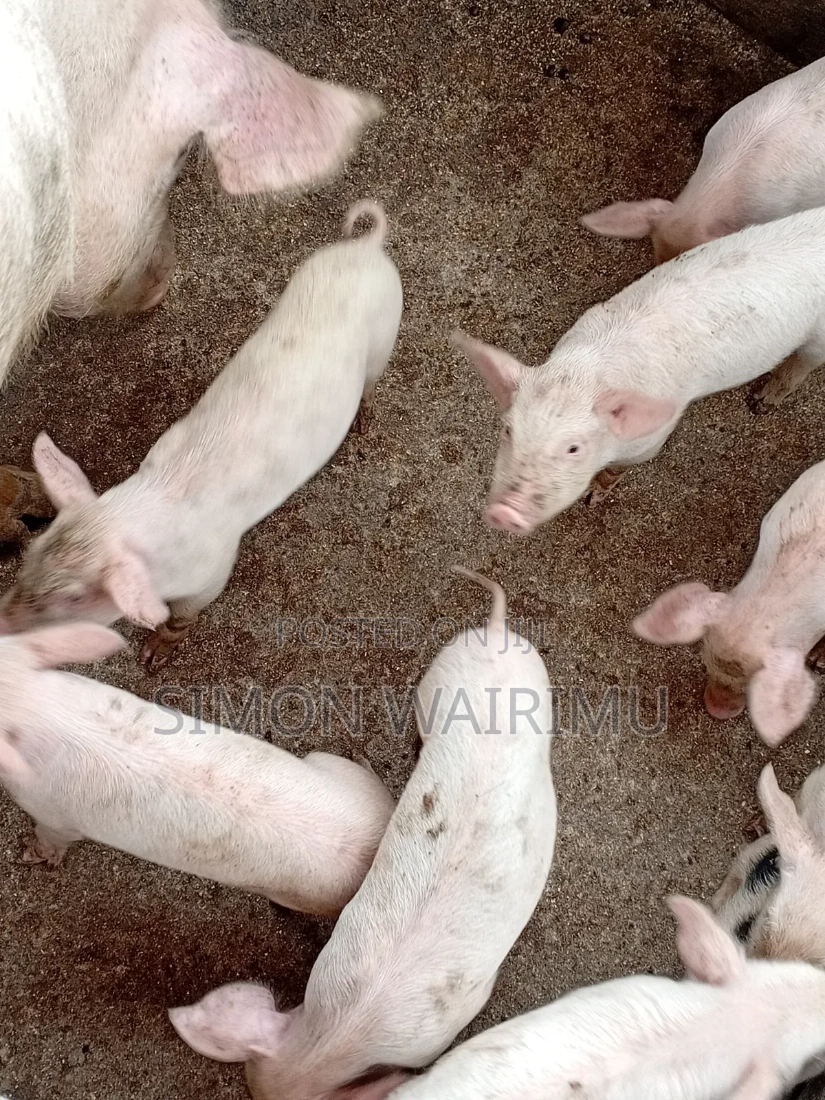 Selling Pigs