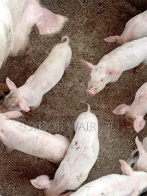 Selling Pigs
