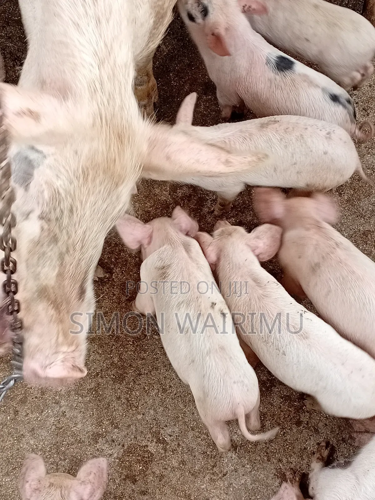 Selling Pigs
