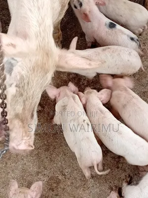 Selling Pigs