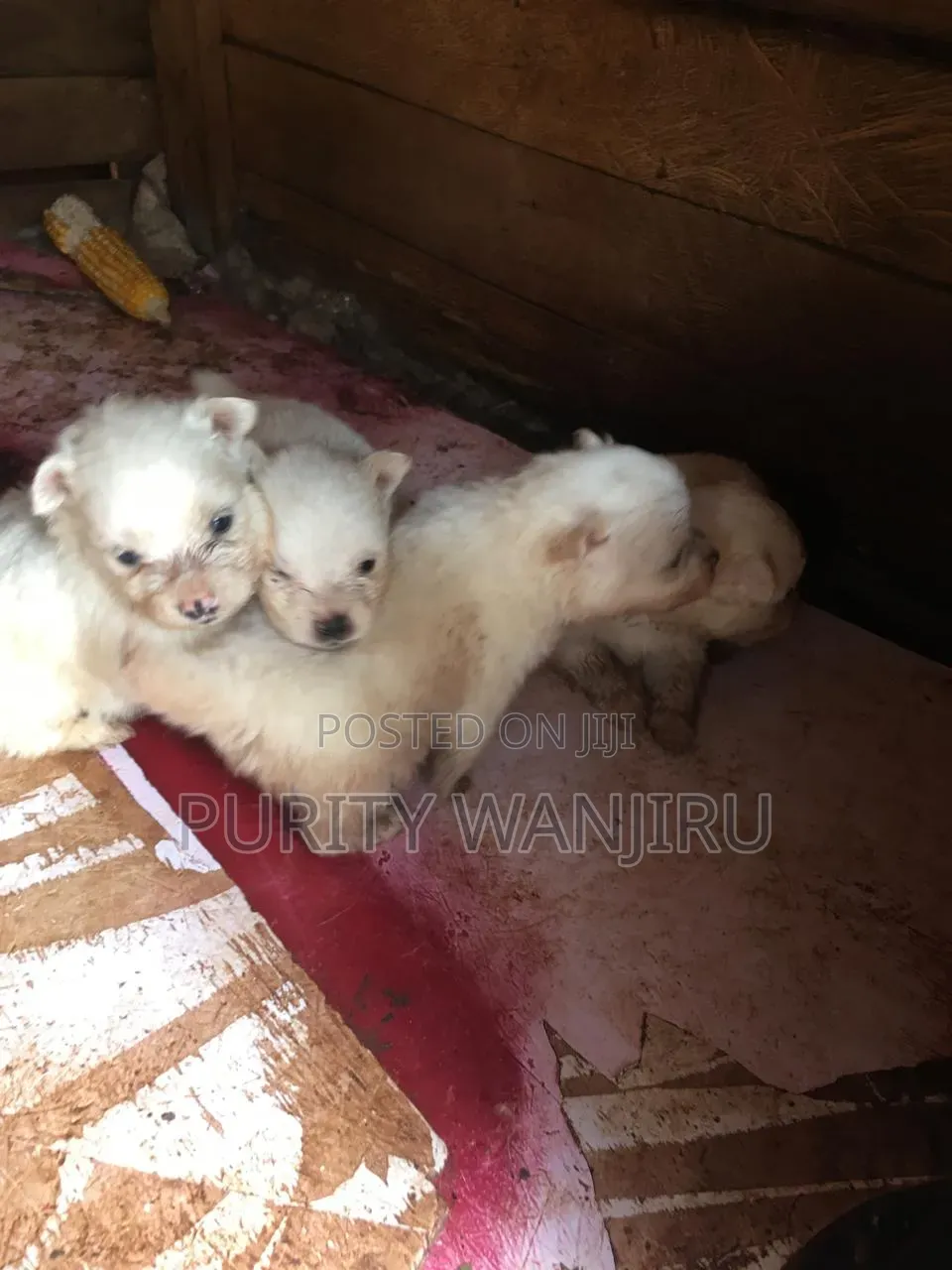 0-1 month Female Purebred Chihuahua
