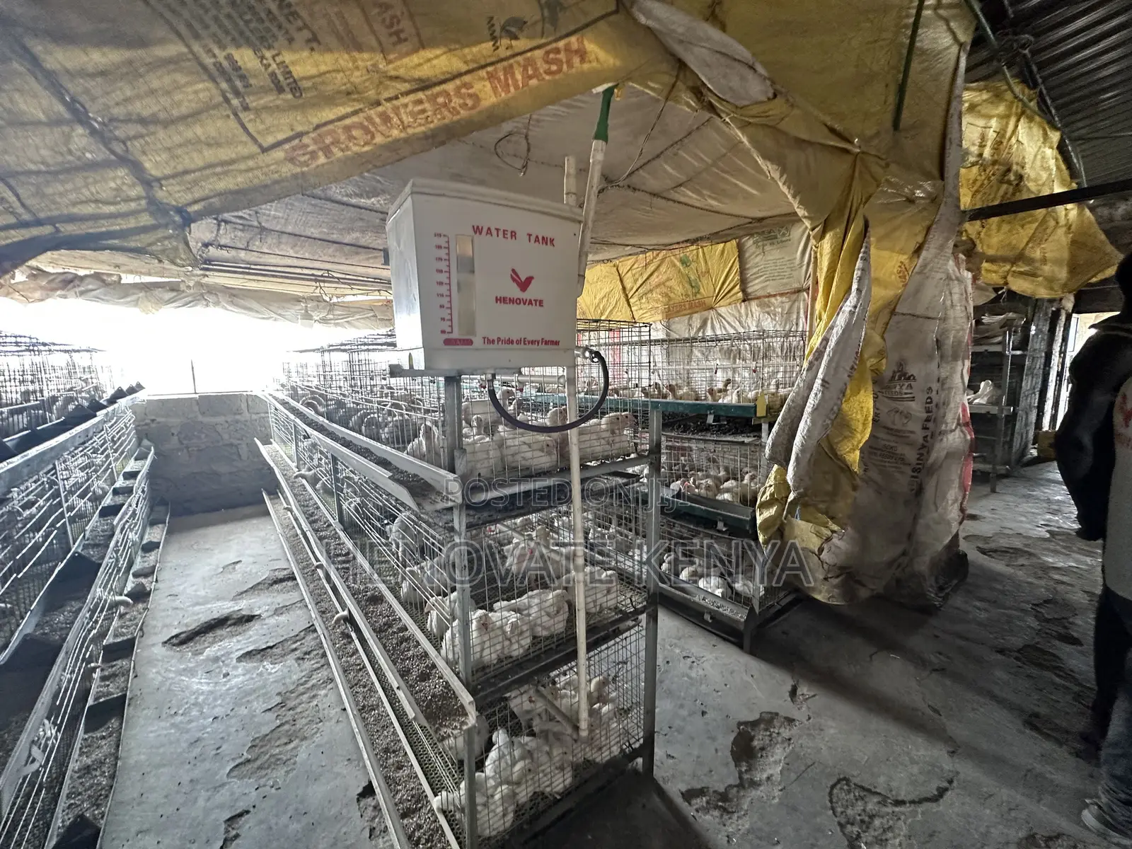 Broiler Battery Cage