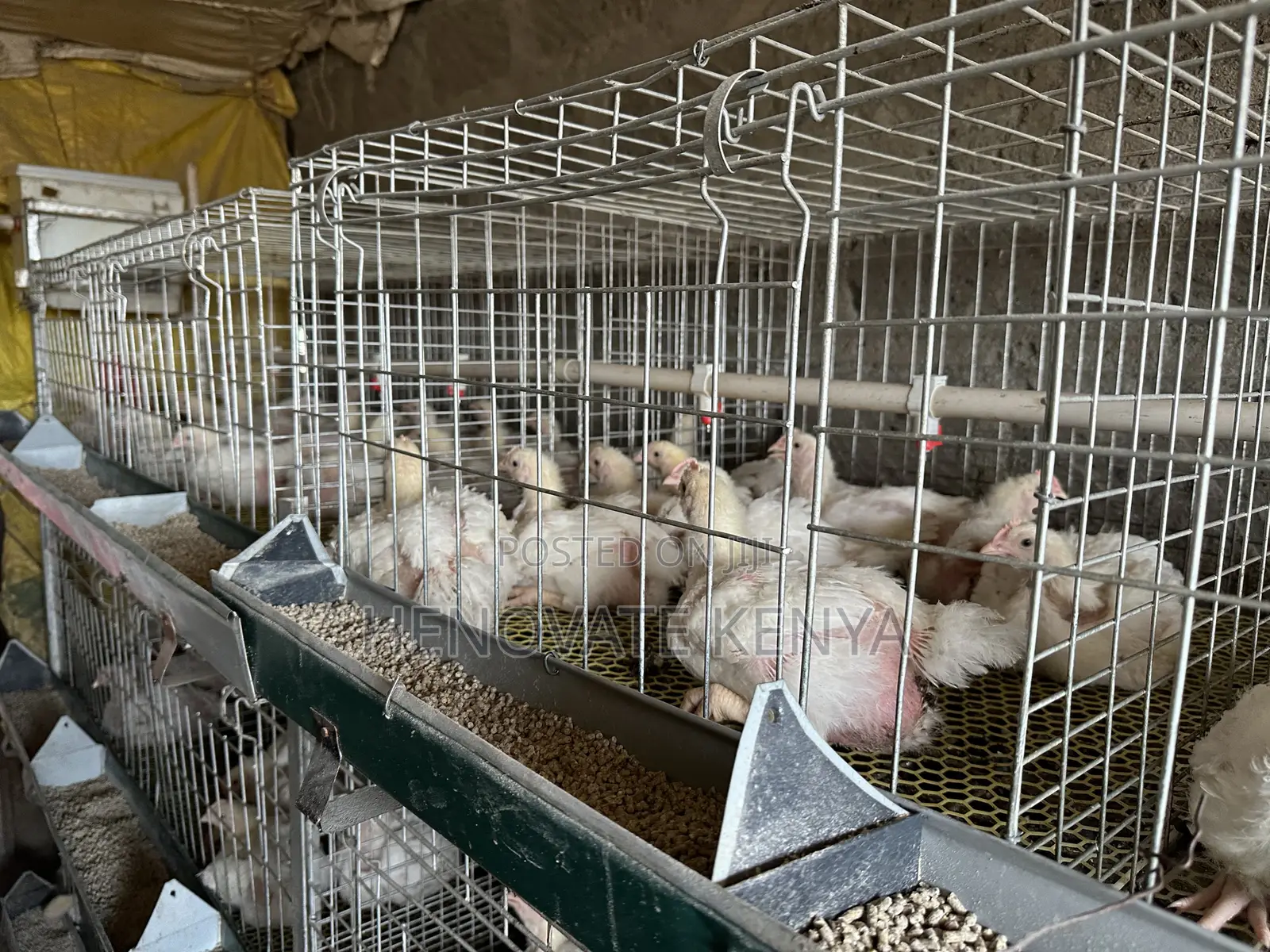 Broiler Battery Cage