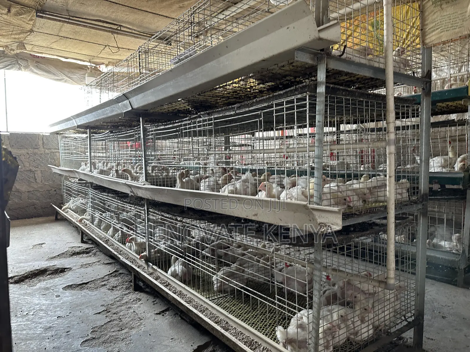 Broiler Battery Cage