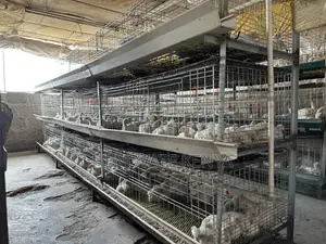 Broiler Battery Cage