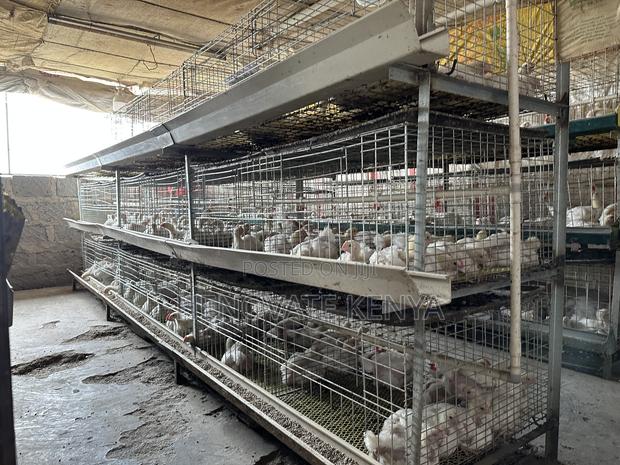 Broiler Battery Cage - thumbnail 5