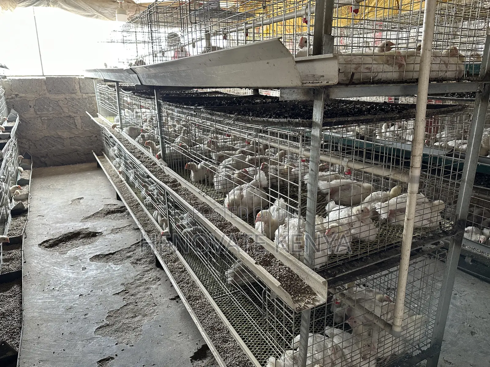 Broiler Battery Cage