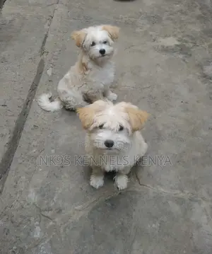 3-6 months Female Purebred Maltipoo