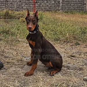 3-6 months Male Purebred Doberman Pinscher