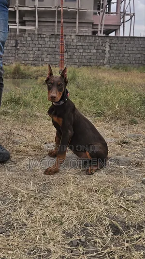 3-6 months Male Purebred Doberman Pinscher