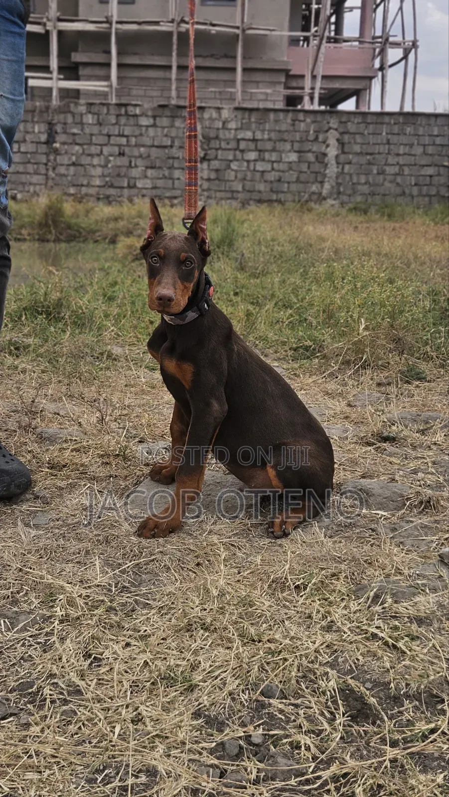 3-6 months Male Purebred Doberman Pinscher