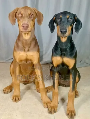 3-6 months Female Purebred Doberman Pinscher