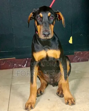 3-6 months Male Purebred Doberman Pinscher