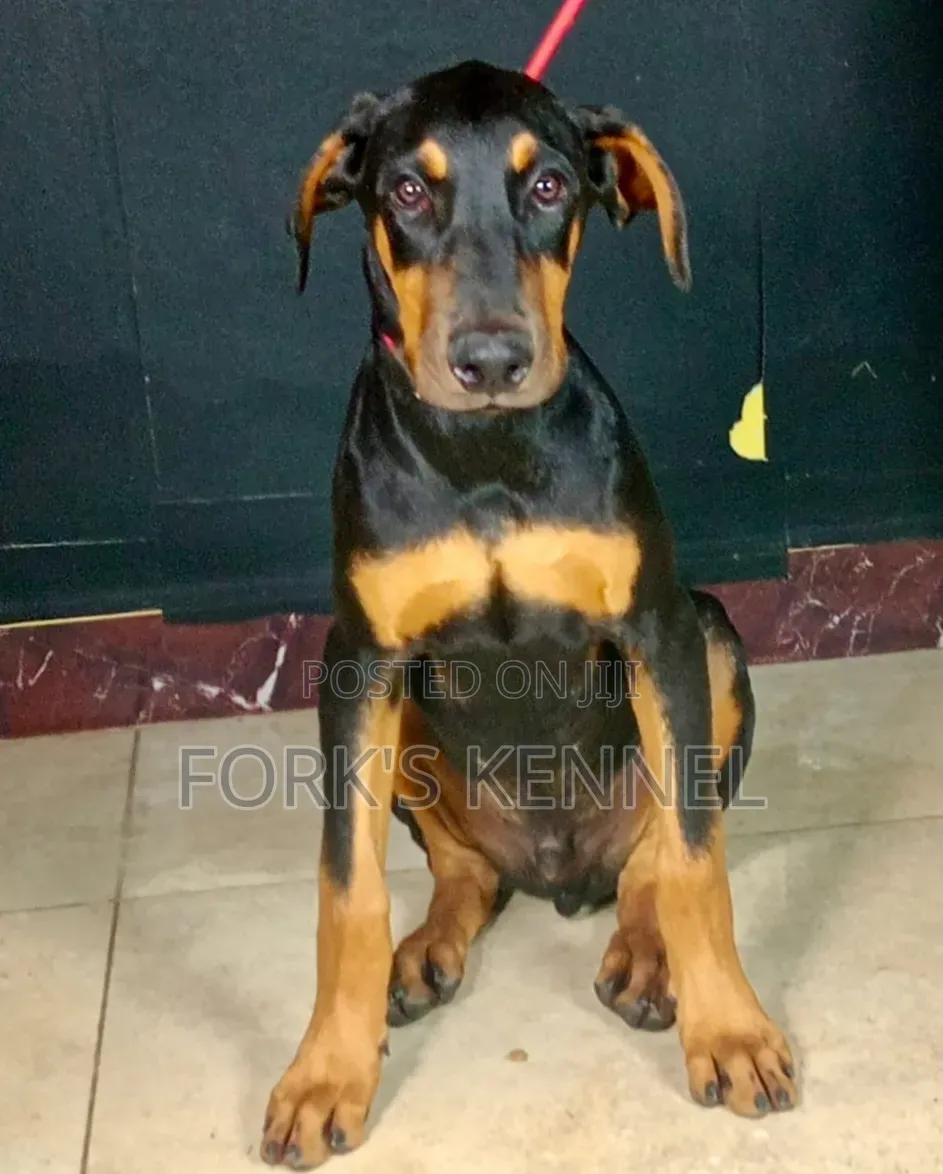 3-6 months Male Purebred Doberman Pinscher