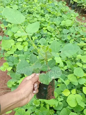 Erythrina (Coral Tree Family, Fabaceae) Deciduous Tree Seedlings