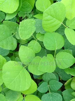 Erythrina (Coral Tree Family, Fabaceae) Deciduous Tree Seedlings