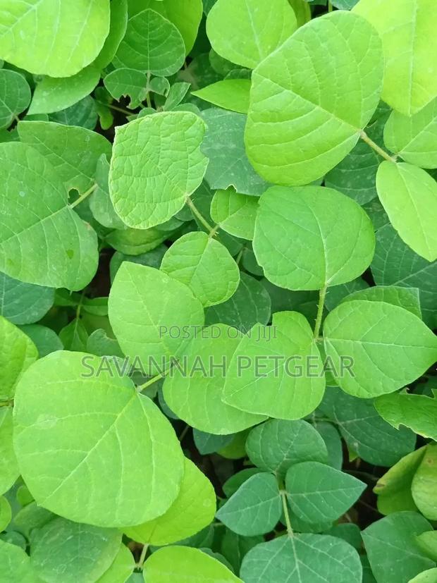Erythrina (Coral Tree Family, Fabaceae) Deciduous Tree Seedlings - thumbnail 2