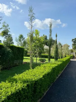 Best Grass Planting and Cutting/ Flowering
