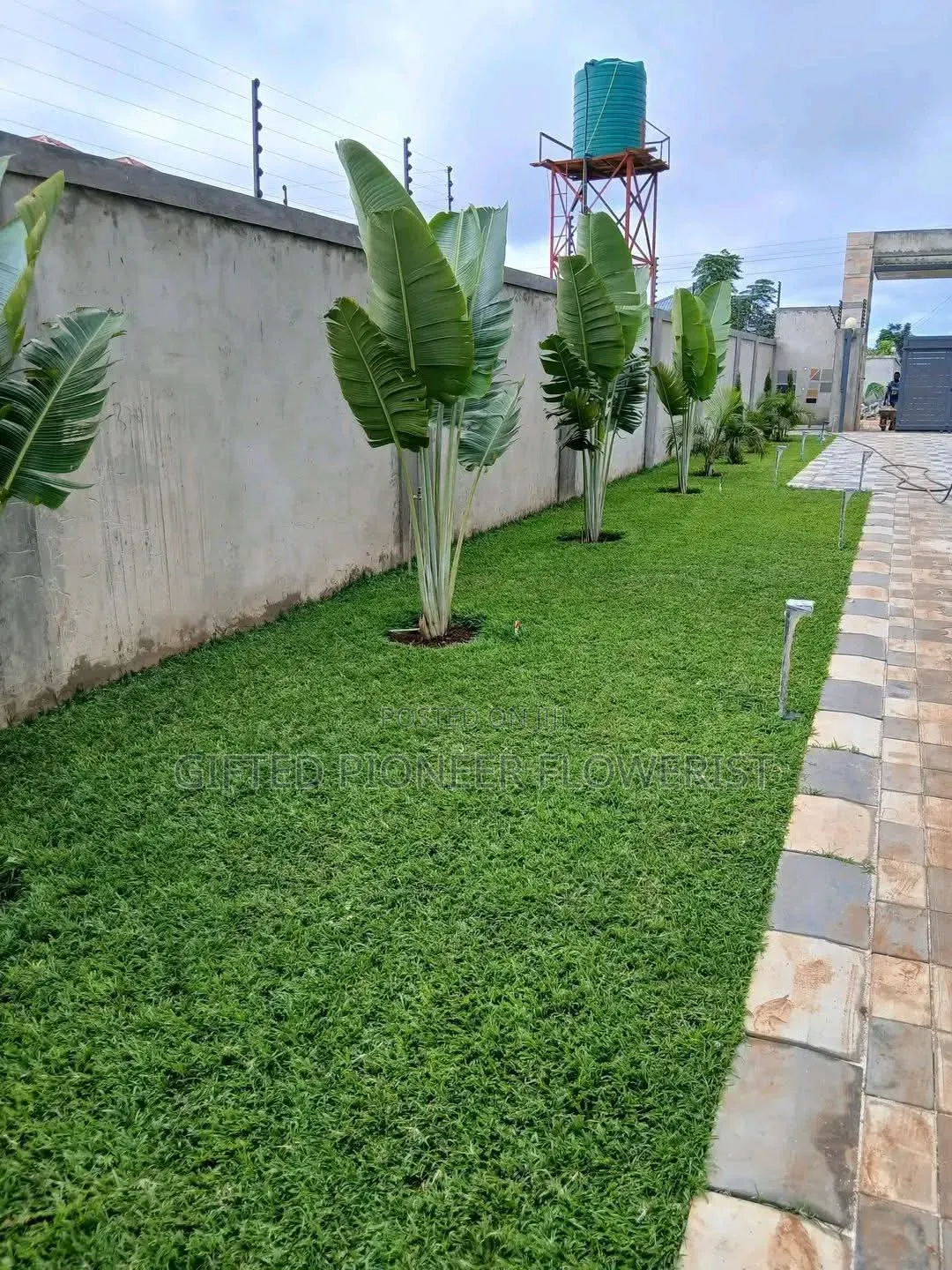 Best Grass Planting and Cutting/ Flowering