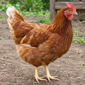 Heath Kienyeji Chicken