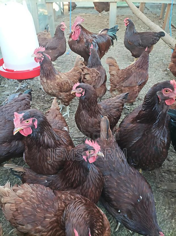 Day Old Chicks and Fertilised Rhodes Island Red Eggs for Hatching