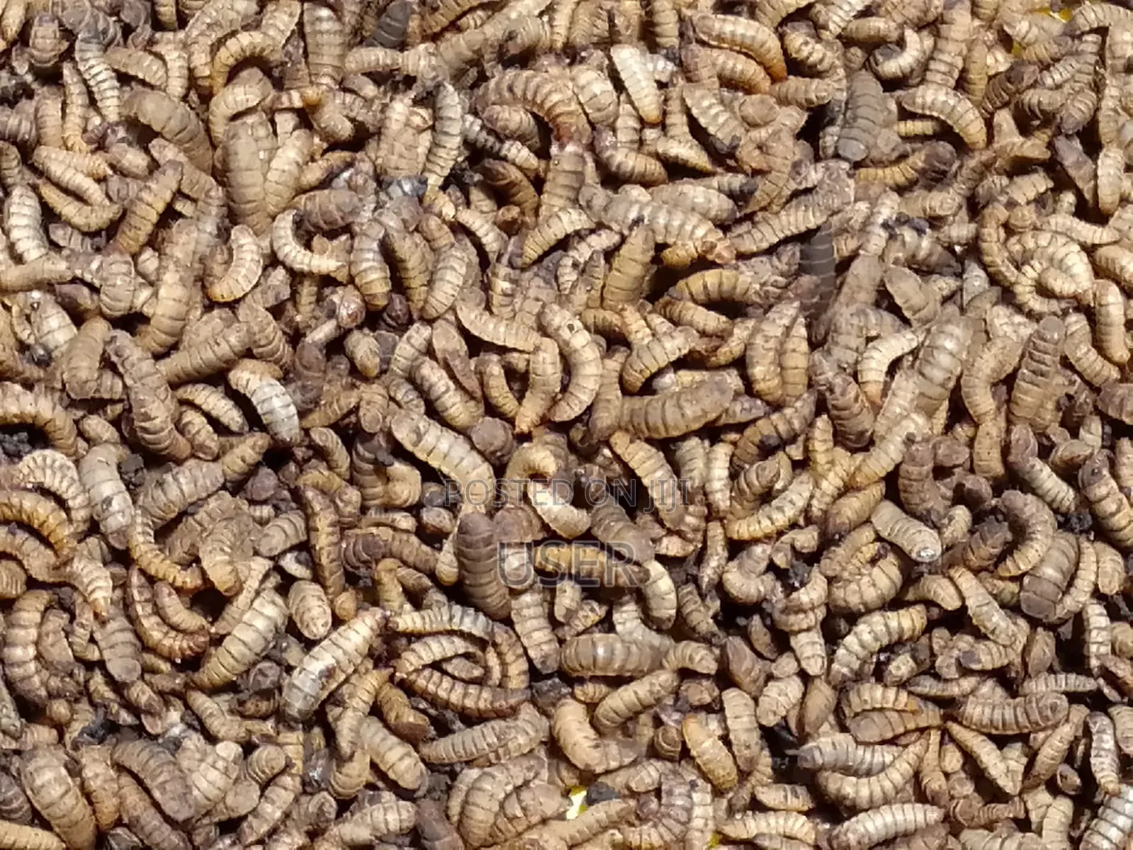 Black Soldier Fly Larvae