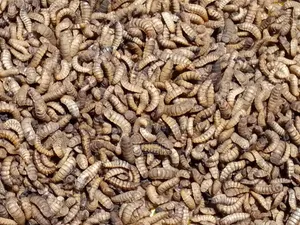 Black Soldier Fly Larvae