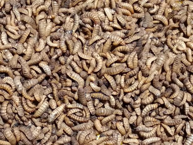 Black Soldier Fly Larvae