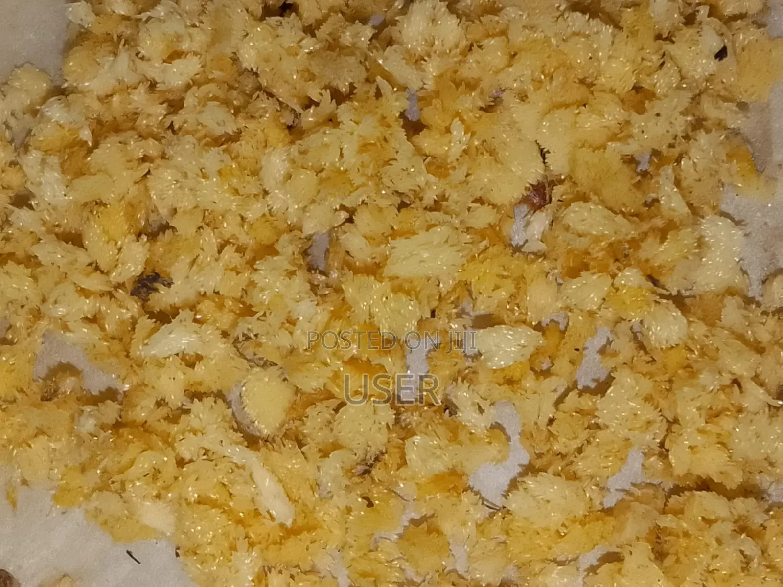 Black Soldier Fly Eggs (BSF)