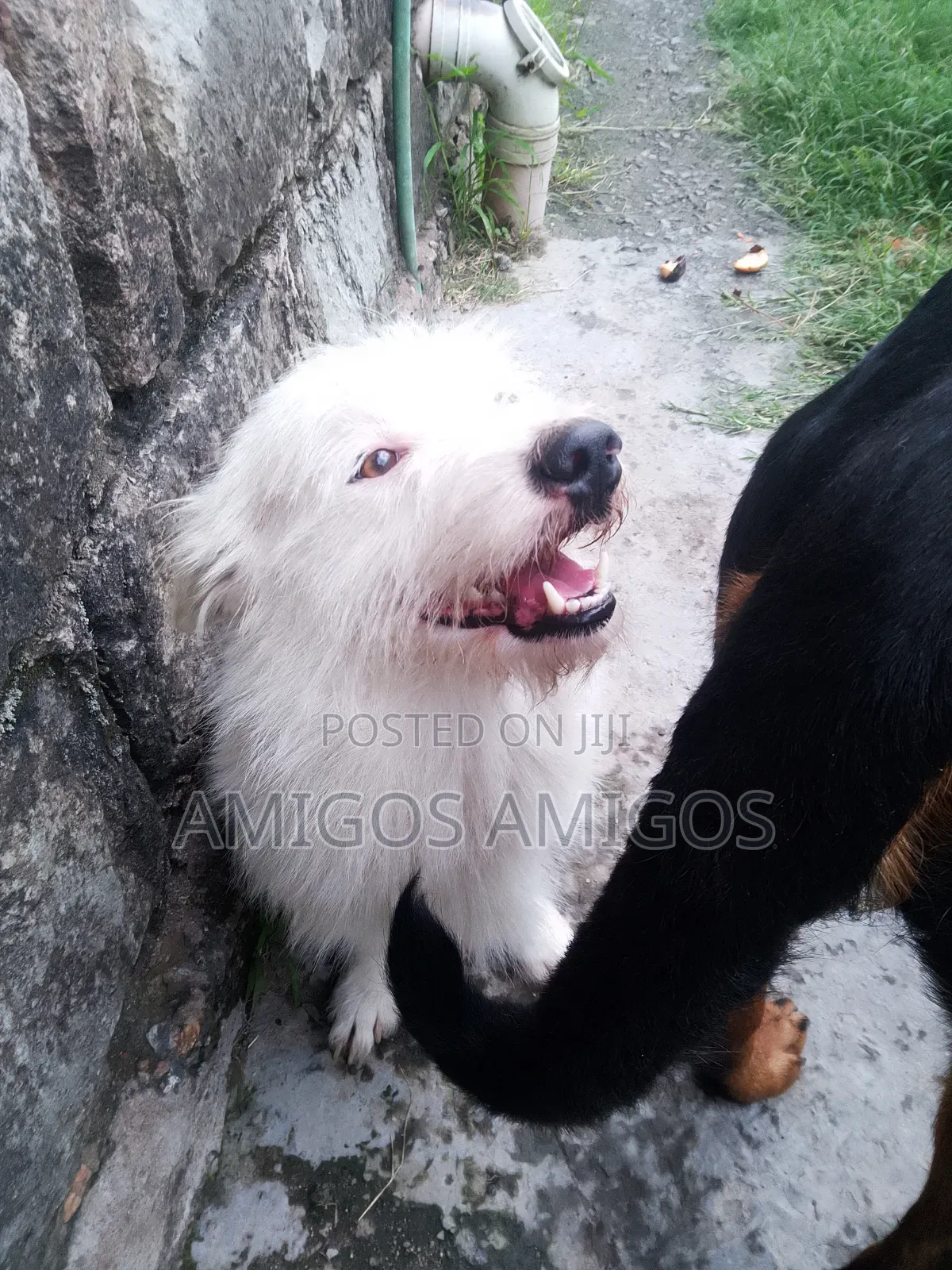 1+ year Male Purebred West Highland White Terrier