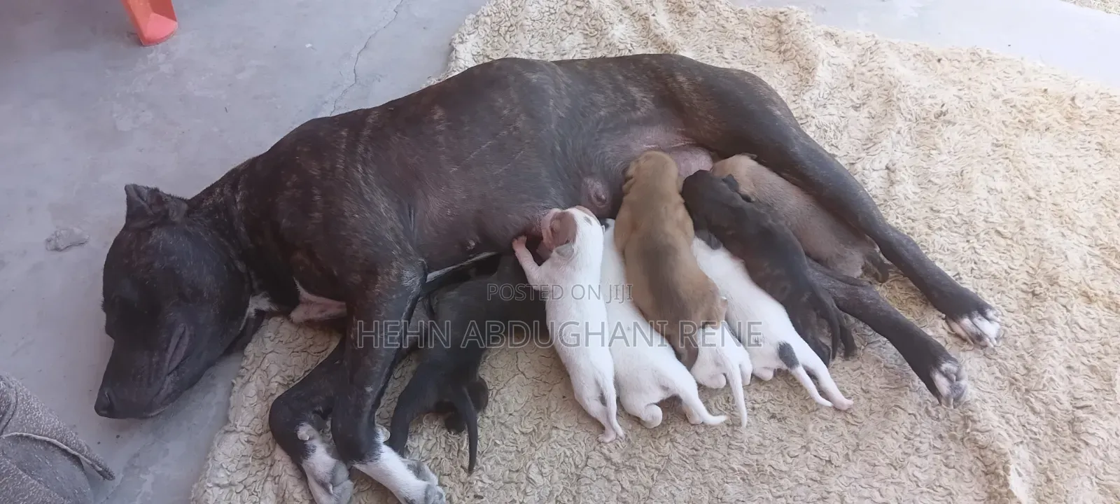 1-3 months Female Purebred American Pit Bull Terrier