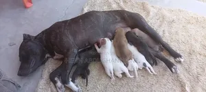 1-3 months Female Purebred American Pit Bull Terrier