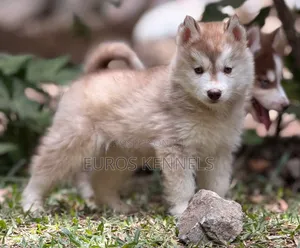 1-3 months Male Purebred Siberian Husky